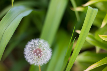 white dandelion sleeping in high green grass