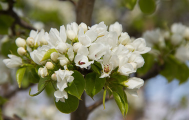 Apple branches covered with white flowers in spring