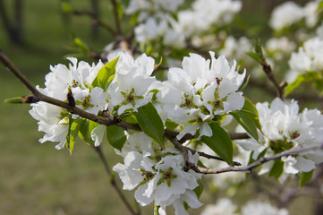 Apple branches covered with white flowers in spring