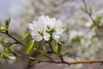 Obraz premium Apple branches covered with white flowers in spring