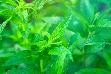mint leaves on natural background © Алексей Филатов