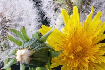 Lyrical flower arrangement with dandelion