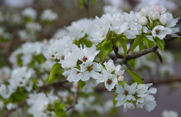 Apple branches covered with white flowers in spring