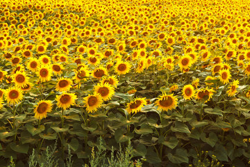 Field of blooming sunflowers on a background sunset, Sunflower harvest