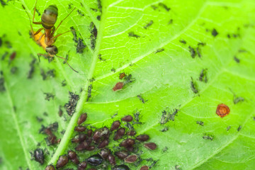 insects aphids on leaves parasites