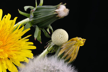 Lyrical flower arrangement with dandelion