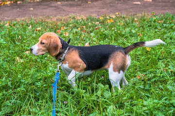 A thoughtful Beagle puppy with a blue leash on a walk in a city park. Portrait of a nice puppy.Eastern Europe.