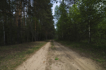 Obraz premium Road in the Woods at Autumn