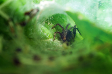 spider in a web in a hole