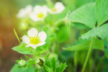 the flowers bloom in the spring, strawberries in natural background