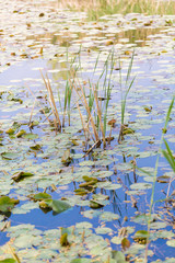 Autumn lotus leaves and fallen leaves