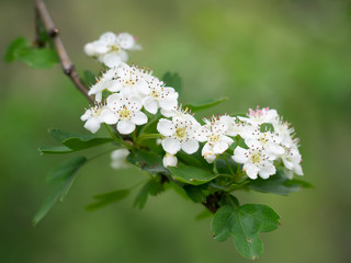 Hawthorn blossom, white flowers, against blurry, defocussed background. Aka Crataegus, quickthorn,...
