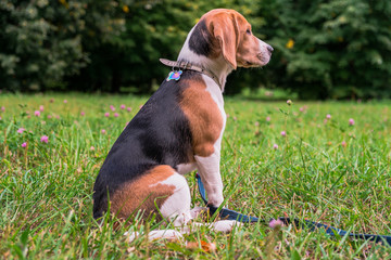 A thoughtful Beagle puppy with a blue leash on a walk in a city park. Portrait of a nice...
