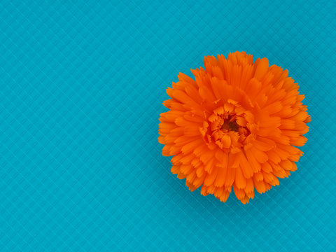 Marigold Flower, Calendula Officinalis, On Bright Turquoise Cullinary Background. Edible Medicinal Herb.