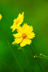 Yellow Coreopsis floers with blurred green background.in garden of World Peace Pagoda.