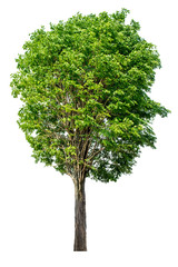 The green sacred tree is completely separated from the white background. Scientific name Pterocarpus macrocarpus