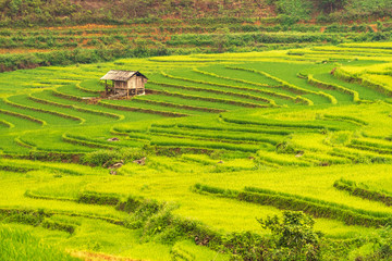 Terraced ricefield in water season of Mu Cang Chai, YenBai, Vietnam