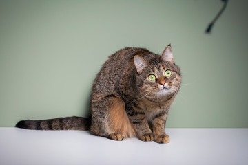 Obraz premium Gray cat