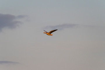 Wildlife sunny day sunset light nature outdoor