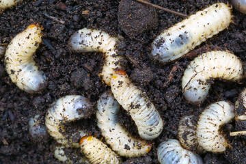 the larva of the may beetle closeup