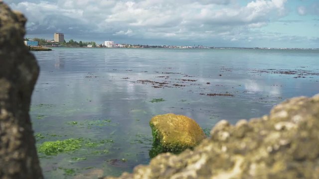 Algae in the sea among the stones