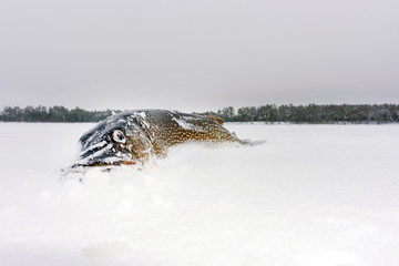 fish on winter fishing big pike fish
