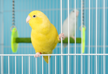 Couple bird parrot parakeet forpus american yellow and white color in cage on blue background