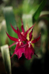 Fototapeta premium Orchid