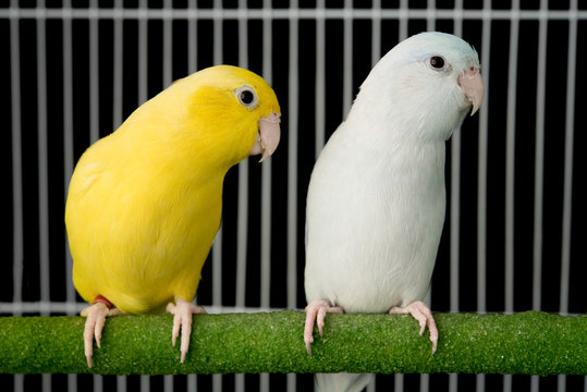 Couple bird parrot parakeet forpus american yellow and white color in cage on black background