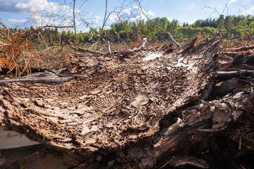 piece of bark with traces of the Bark Beetle