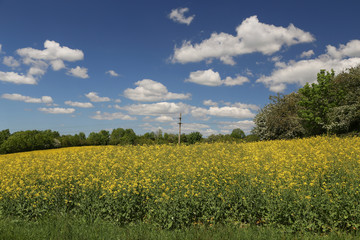Cultivated yellow colorful raps field in Germany