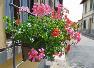 Red and pink geranium flowers with leaves growing in a pot on the outside of the window outdoors, Italy.