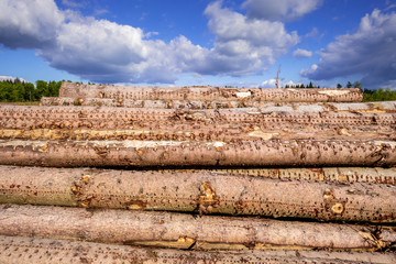 stack of wood in the forest