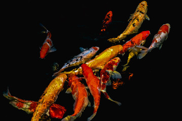 Colorful koi fish swim in the pond and have a black background.