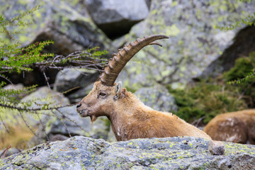 stambecco nel Parco Nazionale del Gran Paradiso	