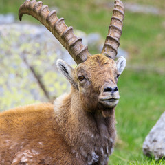 stambecco nel Parco Nazionale del Gran Paradiso	