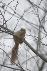 Squirrel in North America