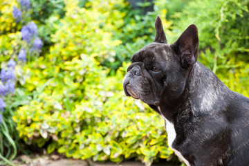 black french bulldog portrait garden  
