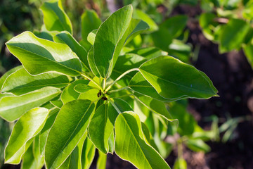 branch of young apple trees covered with fresh green foliage