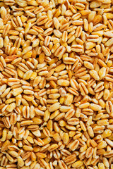 tender wheat kernels