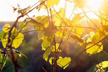 vine leaves at sunset agriculture winemaking