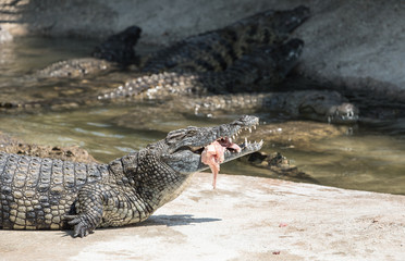 Krokodils Mittagessen
