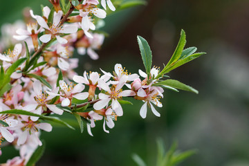 Pink flowers of almond on a branch with leaves. Spring.