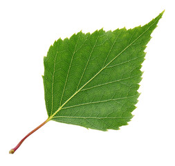 Leaf of birch tree isolated on white background