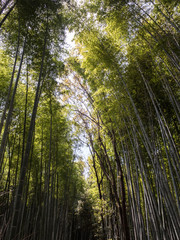 Fototapeta na wymiar Arashiyama, Foresta di bambù, Kyoto, Giappone