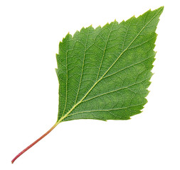 Leaf of birch tree isolated on white background