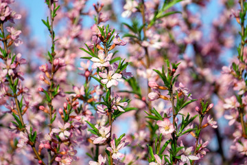 almond flowers in spring