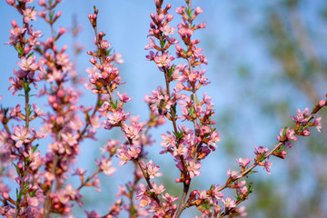 almond flowers in spring