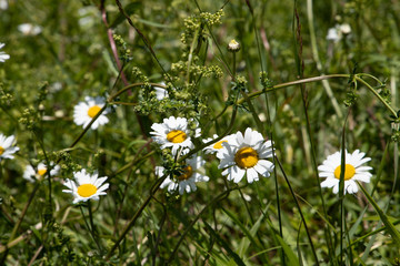 Marguerite