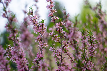 Obraz premium purple flowers in garden in spring